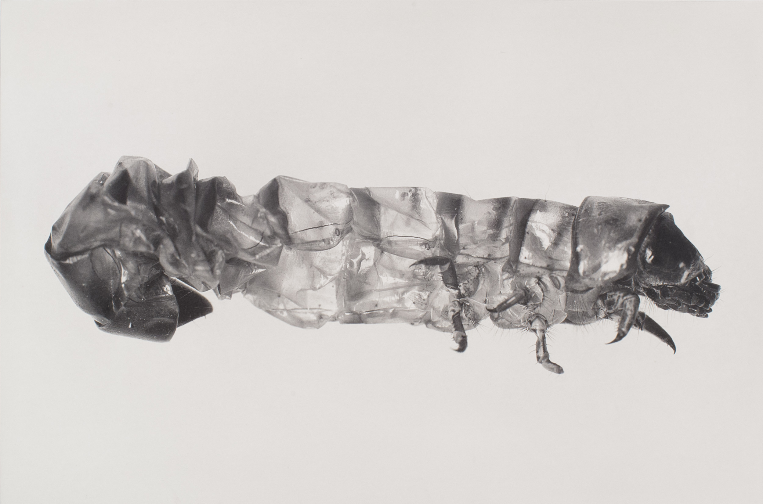 Carsten Höller, Puppen, 2013, Photogravure. Courtesy: Niels Borch Jensen Gallery and Editions, Berlin, Copenhagen 