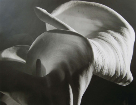 Calla Aethiopica by Horst P. Horst