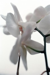 Ohne Titel (Orchideen)