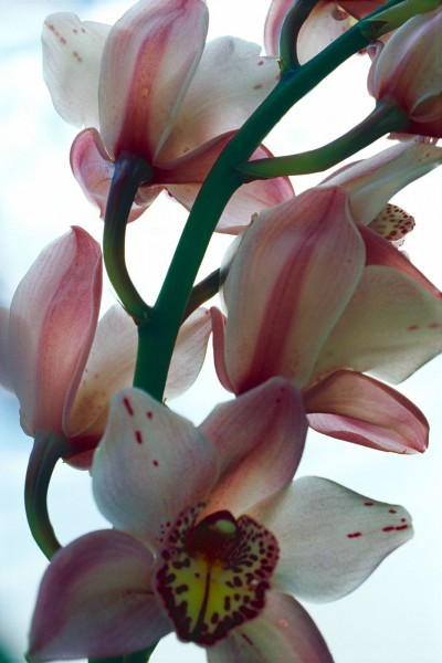 Thomas Florschuetz, Ohne Titel (Orchideen), 2000
