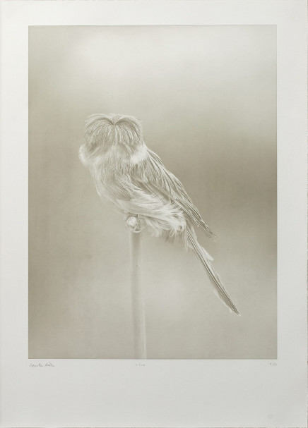 Canaries by Carsten Höller