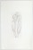 Chris Ofili, 50, Dry Palms, 2008