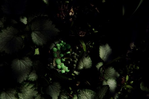 Janaina Tschäpe, Musgus Sombris (Botanica), 2005