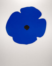 Wall Poppies (Blue)