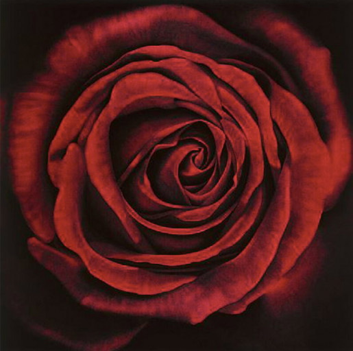 Robert Longo, Untitled (Rose), 2005