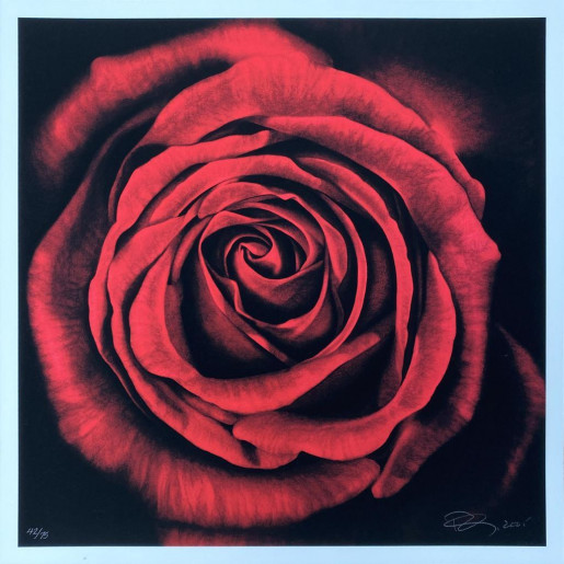 Robert Longo, Untitled Rose, 2005