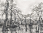 Sunlight Swamp, Atchafalaya Basin, Louisiana