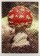 Jürgen Stollhans, Amanita Muscaria (Round Cap) Rotkäppchen, 2017