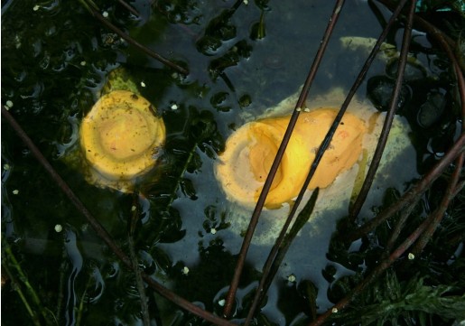 Janaina Tschäpe, Oculis Fundis (Botanica), 2005