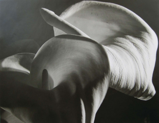 Horst P. Horst, Calla Aethiopica, 1945