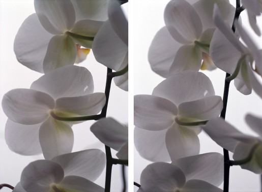 Thomas Florschuetz, Ohne Titel (Orchideen), 2000