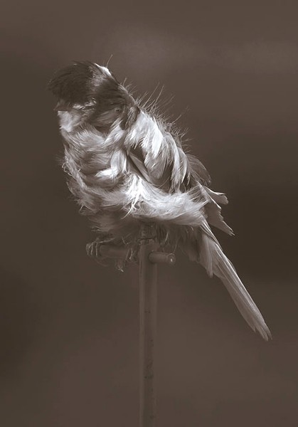 Carsten Höller, Black Canary, 2010