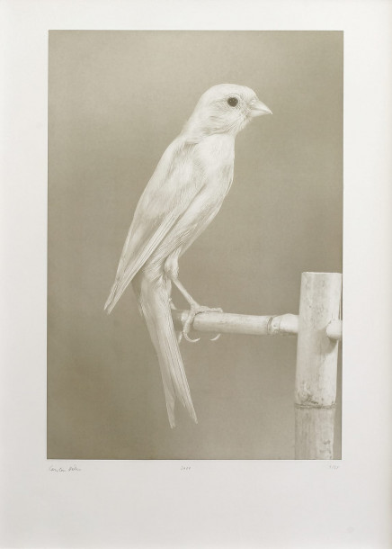 Canaries by Carsten Höller