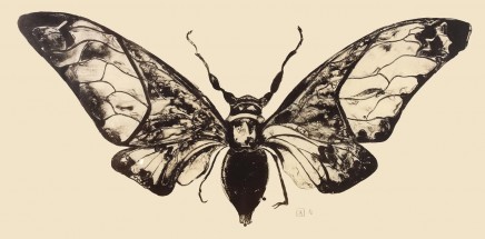 Salvazana Imperialis (Black and White) by Sarah Graham