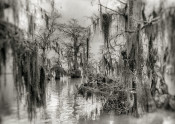 Backwater Swamp, Fargo, Georgia