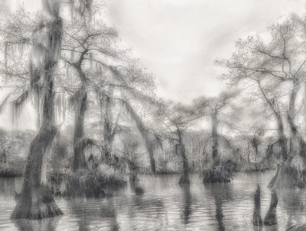 Sunlight Swamp, Atchafalaya Basin, Louisiana by Alexandra Penney