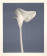 Robert Mapplethorpe, America, 1988