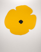 Wall Poppies (Yellow)