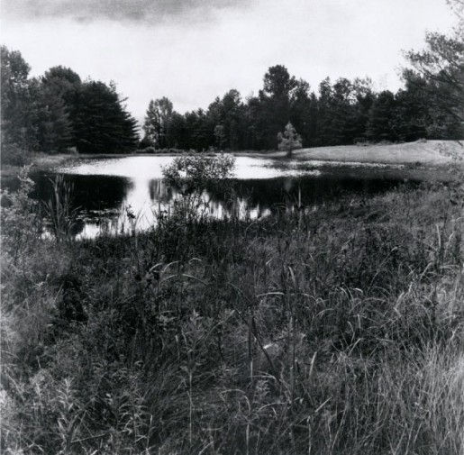 Sally Gall, Pond, 2000
