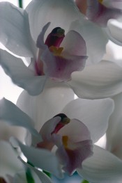Ohne Titel (Ricochet)
