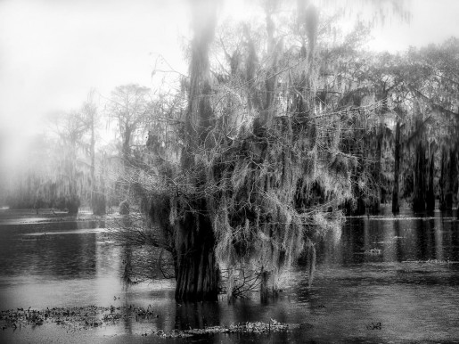 Alexandra Penney, Fog Clearing, Swamp, Fargo, Georgia, 2005-2006