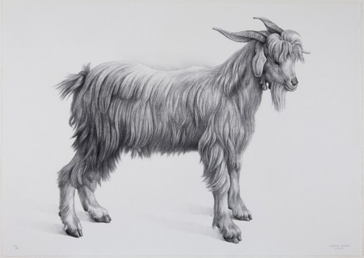 Claudio Bravo, Cabra (goat), 2007