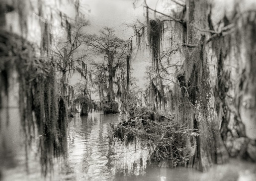 Alexandra Penney, Backwater Swamp, Fargo, Georgia, 2006