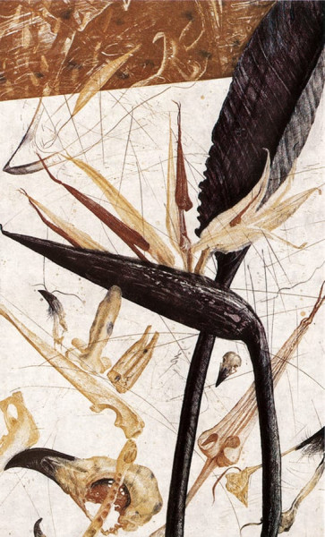 Nall, Strelitzia, 1985-1986