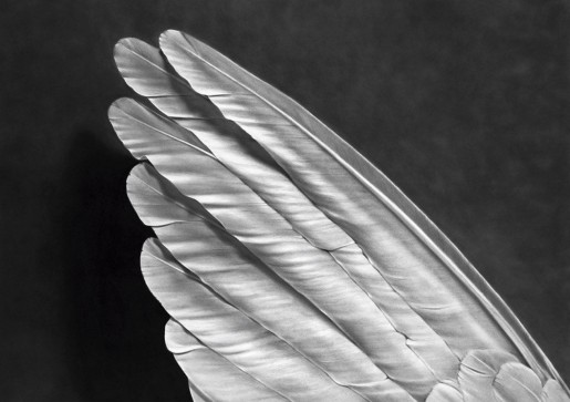 Robert Longo, Untitled (Angel’s Wing), 2014