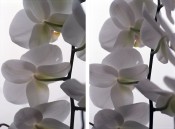 Ohne Titel (Orchideen)
