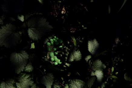 Musgus Sombris (Botanica) by Janaina Tschäpe