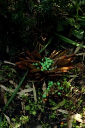 Orvalhus Durus (Botanica)
