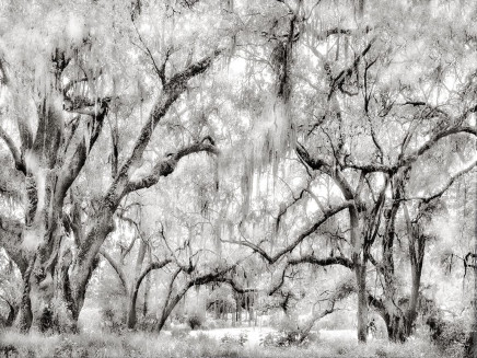 Trees and Swamp, New Orleans, Louisiana by Alexandra Penney