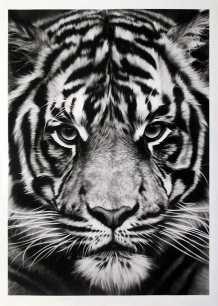Untitled (Tiger) by Robert Longo