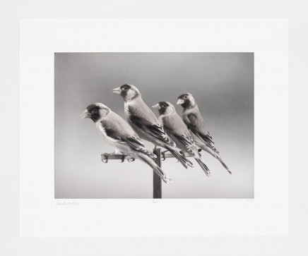 Four Birds by Carsten Höller