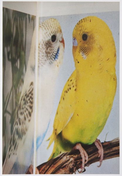Erica Baum, Perch, 2013