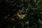 Crocodilus Lificus (Botanica)