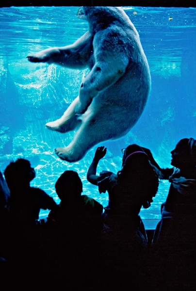Thomas Hoepker, Polar Bear in Central Park Zoo, New York, 1983