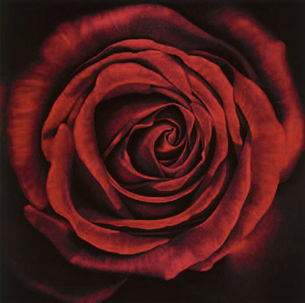 Untitled (Rose) by Robert Longo