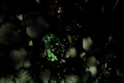 Musgus Sombris (Botanica)