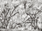 Trees and Swamp, New Orleans, Louisiana