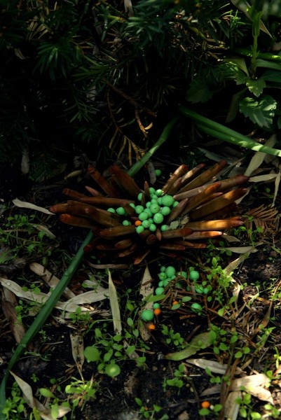 Janaina Tschäpe, Orvalhus Durus (Botanica), 2005