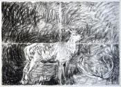 Cerf