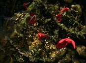 Cadmium Infecto (Botanica)