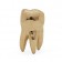 David Shrigley, Brass Tooth, 2010