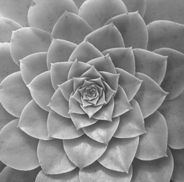 Aednium Holochrrysum by Horst P. Horst