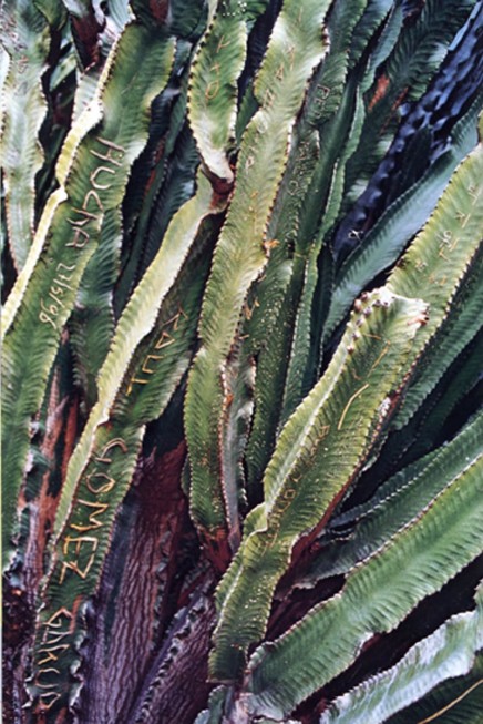 Untitled (Engraved Cactus) by Michel François
