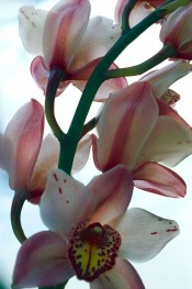Ohne Titel (Orchideen)