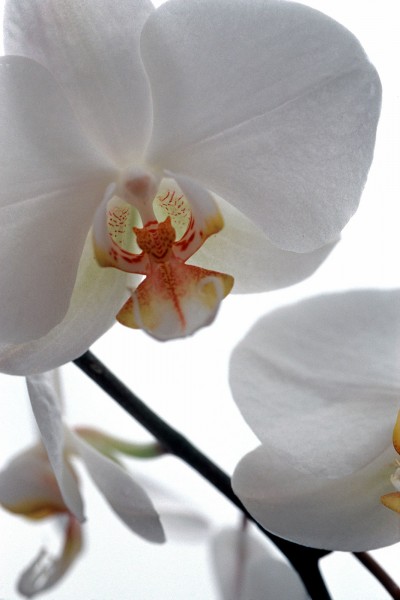Thomas Florschuetz, Ohne Titel (Orchideen), 2000