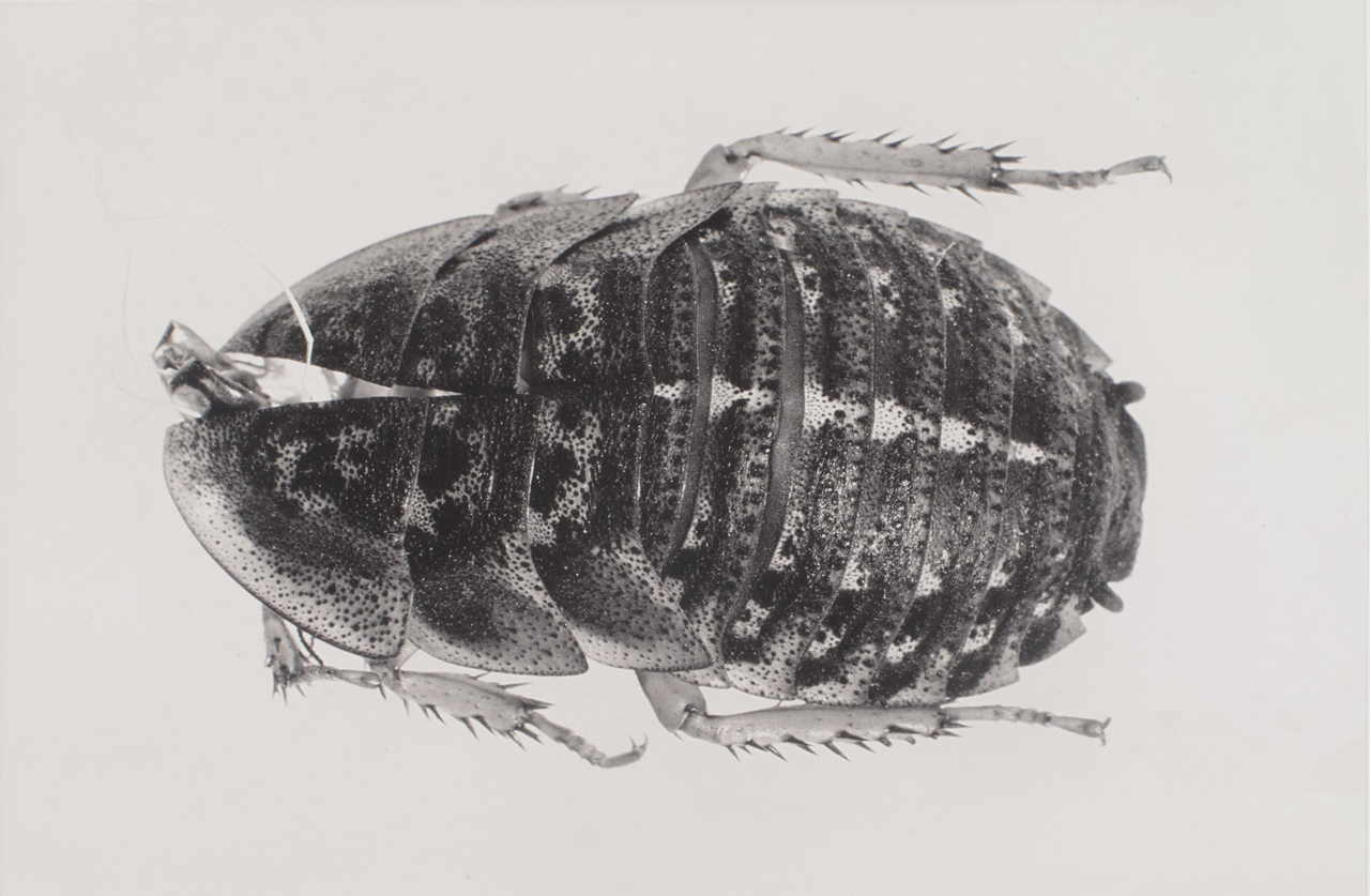 Carsten H&ouml;ller, Puppen, 2013, photogravure